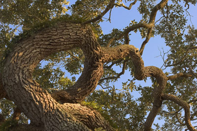 Live Oak Rollercoaster - Vicki Dodge