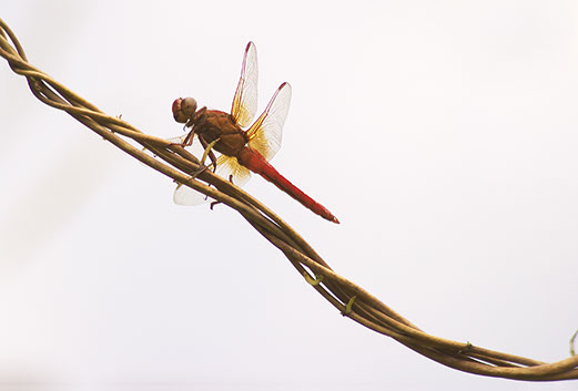 Red Dragonfly - Mark Dodge